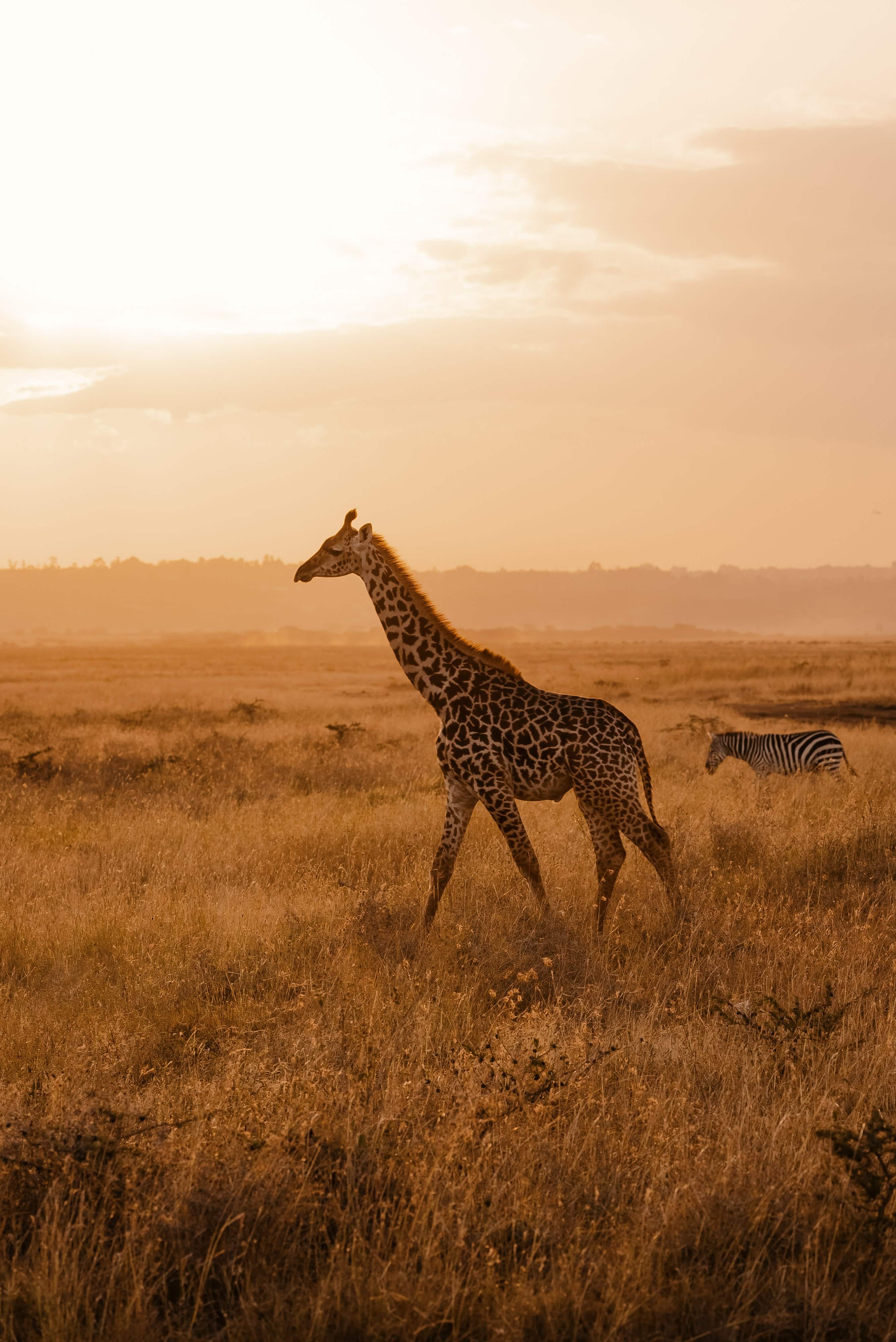 Africa