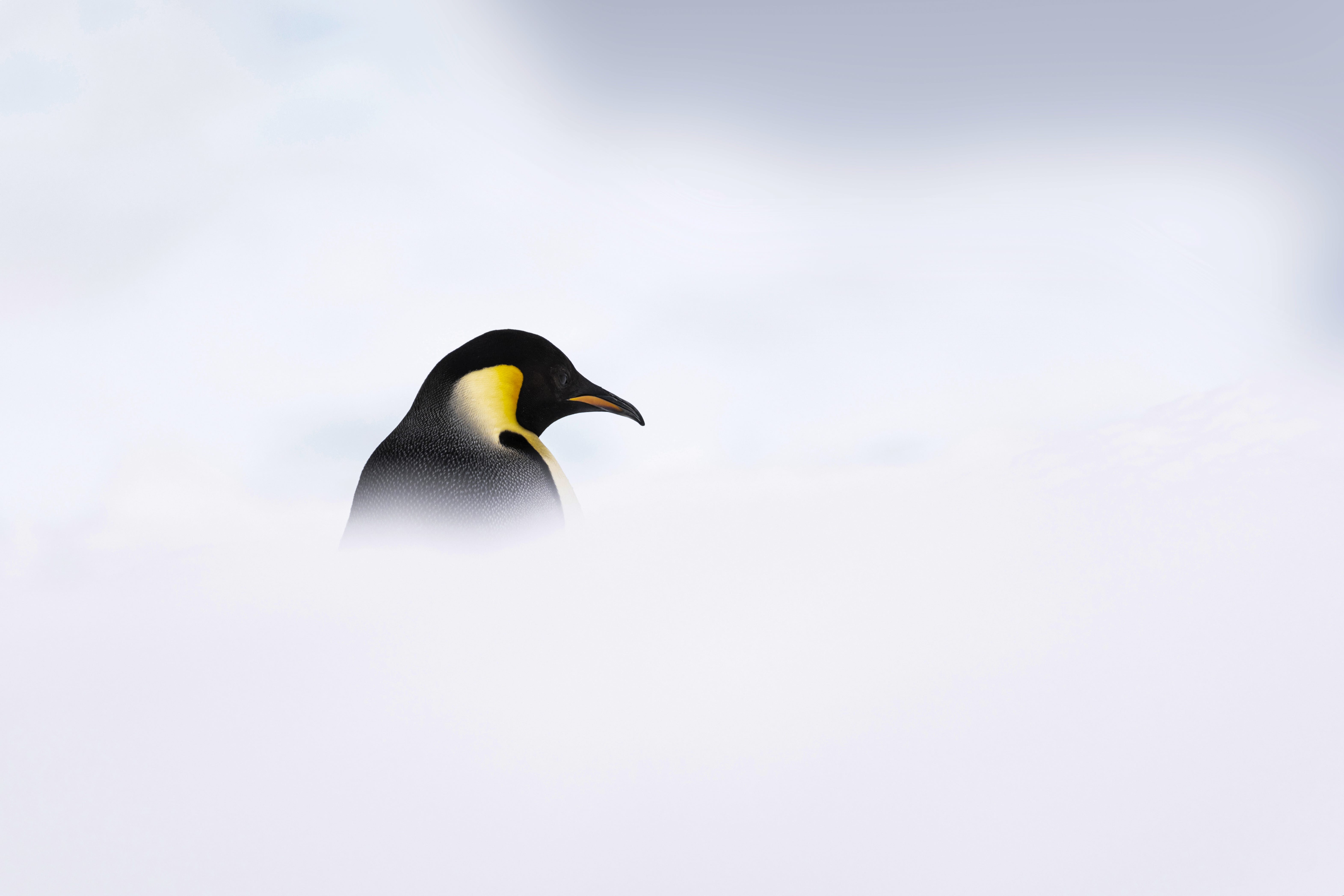 Antarctica