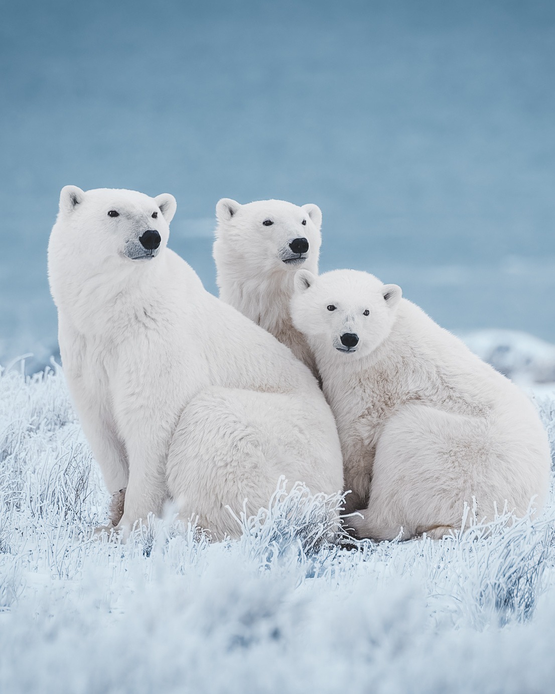 Arctic