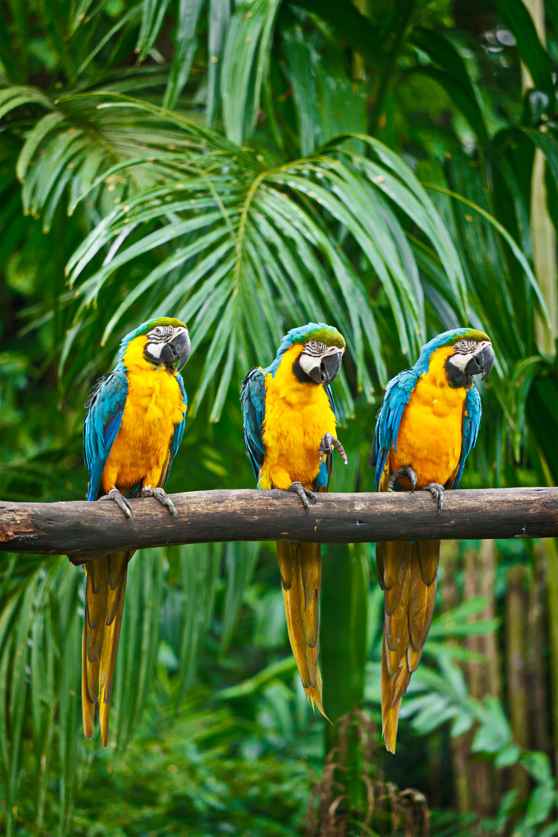 South America